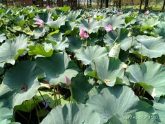 -洪湖生态旅游区