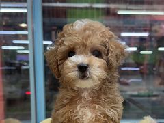 -FAELING PETS美天灵宠物(合生汇店)