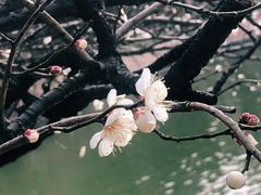 -上海市龙华烈士陵园