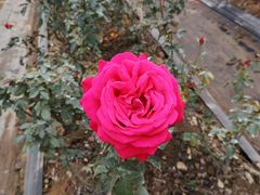 -海上花岛玫瑰园采摘