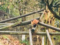 -都江堰中华大熊猫苑