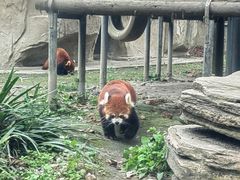 -成都动物园
