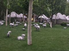 -九十九顶毡房(阜石路店)