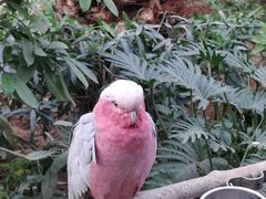 -南宫五洲植物乐园