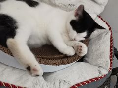-佳怡动物医院·平价24小时·猫专科骨外科