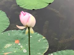 -昆山城市生态森林公园