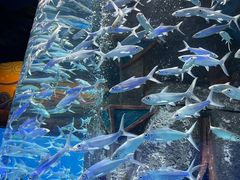 -波塞冬海底世界