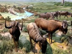 -陕西自然博物馆