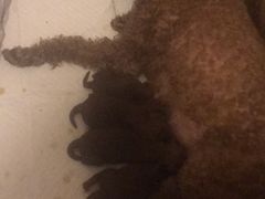 -翊宠yipet猫狗购宠庄园犬舍•猫舍