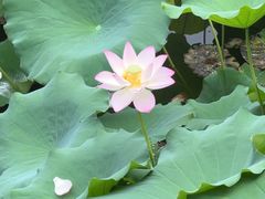 -荔湾湖公园