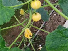 -天源吉布世温泉水乐园