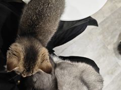 -楼上猫咖(罗湖店)
