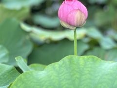 -荷塘月色湿地公园·向阳花洲