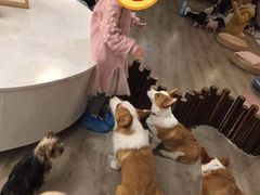 -浣熊柯尔鸭土拨鼠·电玩咖
