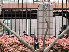 -高东镇樱花园