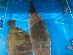 -宾朋海鲜特色美食餐厅·纯手工鲅鱼水饺(兴海路店)