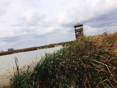 -盐城丹顶鹤湿地生态旅游区
