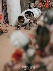 -Sunny喜铺婚礼策划(东部店)
