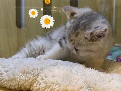 -momokira米努特·德文卷毛猫·棉花面纱犬