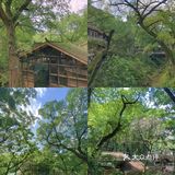 重庆小众景点｜🌳金刚碑古村落