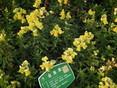 -广西壮族自治区药用植物园