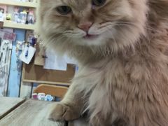 -小时光咖啡馆(开森度假森林店)