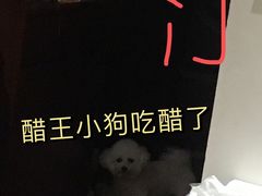 -Husky Go! 哈士奇体验馆·宠物咖啡厅狗咖