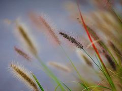 -光明小镇欢乐田园