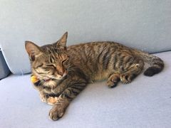 猫-有猫主题·治愈系猫咖(曾厝垵店)