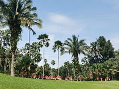 -新加坡植物园