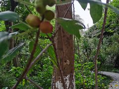 -广州神农草堂中医药博物馆