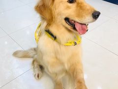 -翊宠yipet猫狗购宠庄园犬舍•猫舍