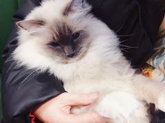 -遇见羊驼·奶狗咖·布偶猫咖·法斗柯基柴犬阿拉斯加(春熙路太古里IFS店)