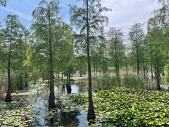 -池杉湖湿地公园