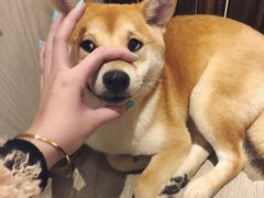 -浣熊柯尔鸭土拨鼠·电玩咖