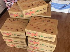 -南汇新场正宗水蜜桃采摘