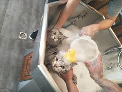 -PETKIT小佩宠物(古北店)
