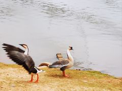 -鄱阳湖国家湿地公园