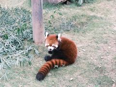 -灵玲国际马戏城