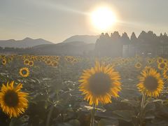 -君乐宝优致牧场