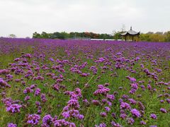 -杭州城北体育公园