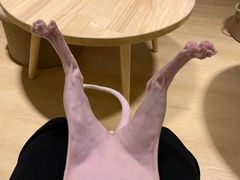 -猫腻·猫咖·撸猫馆(星光大道店)