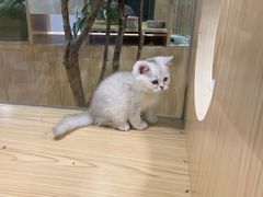 -屋虎猫馆(宝安大仟里店)