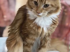 -糯米喵星人·撸猫猫舍咖啡馆(西市场嘉华店)