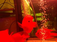-中环花鸟鱼虫市场