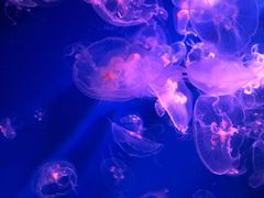 -海合安成都极地海洋公园