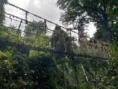 -西双版纳原始森林公园