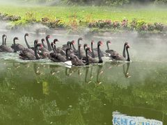 -广州长隆飞鸟乐园