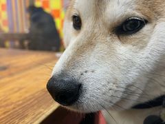 -小秋水饺(大成路总店)