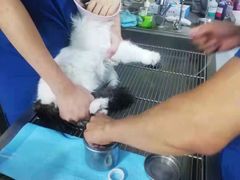 -A猫a狗全科·犬猫异宠·芥西宠物医院(南开总院)